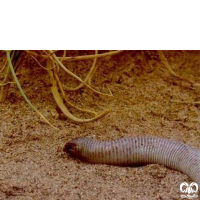 خانواده کرم‌سوسمارهای پوزه کوتاه Trogonophiidae